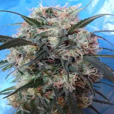 Kali China > ACE Seeds | Feminized Marijuana   |  Indica